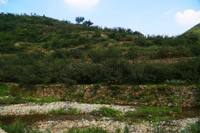 果園自動(dòng)灌溉系統(tǒng)