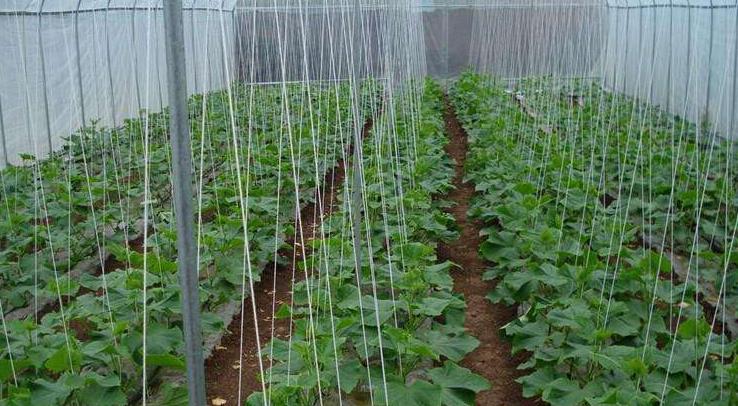 智能水肥一體多少錢