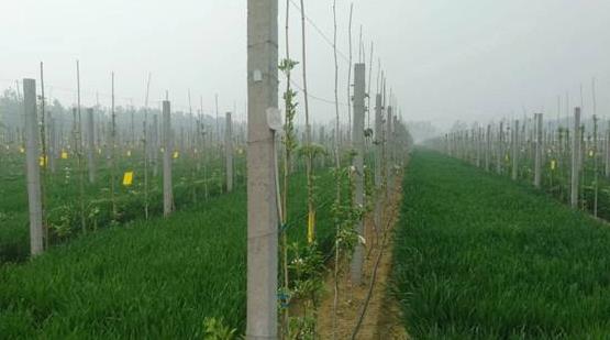 智能水肥一體系統