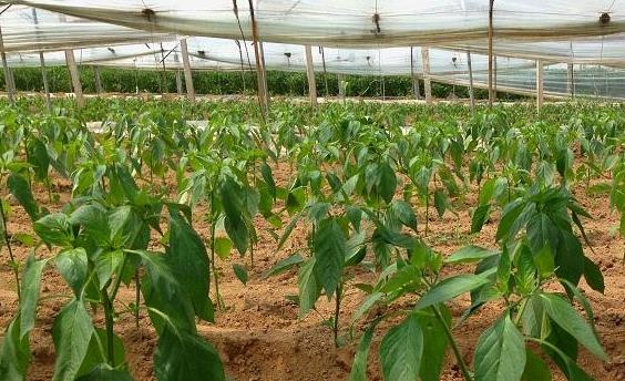 土壤溫濕度傳感器哪家好