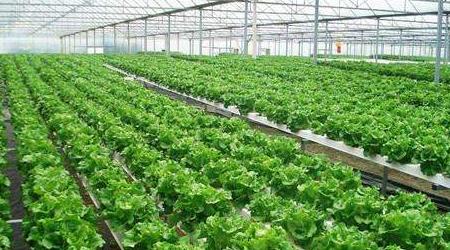 大棚智能農(nóng)業(yè)氣象站