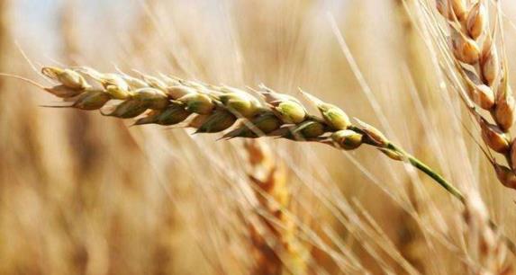 廣州智能農業氣象站