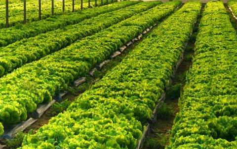 農業上用的傳感器