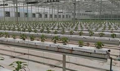 智能農(nóng)業(yè)傳感器廠家