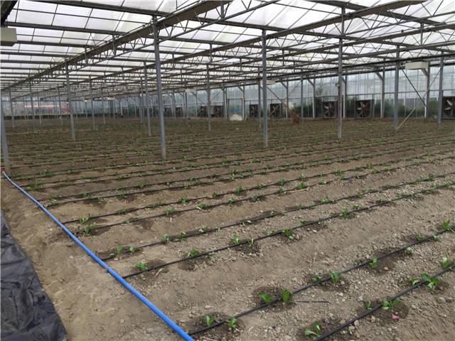 果園水肥一體化滴灌設備