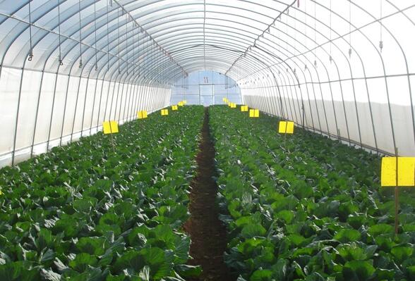 控制溫度大棚 控制溫度大棚