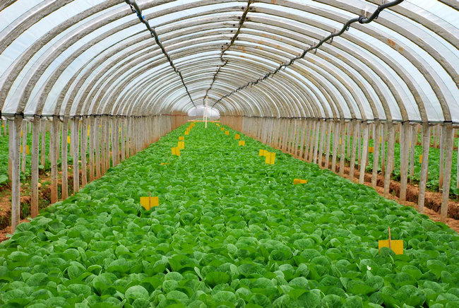 大棚蔬菜種植智能化