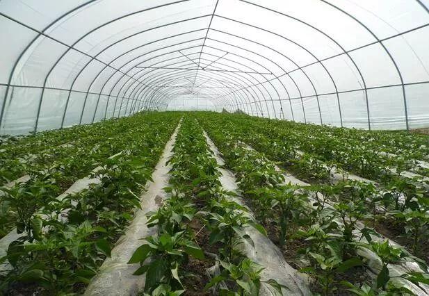 蔬菜大棚管理系統(tǒng)