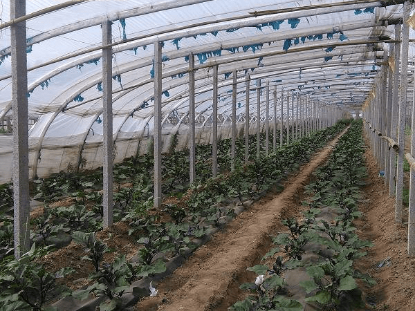 大棚種植蔬菜標(biāo)準(zhǔn)化