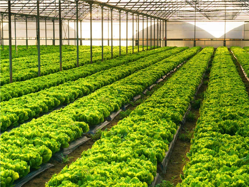 自動(dòng)化大棚種植