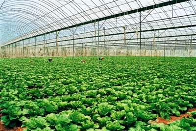 可控溫控濕農(nóng)業(yè)大棚 可控溫控濕農(nóng)業(yè)大棚