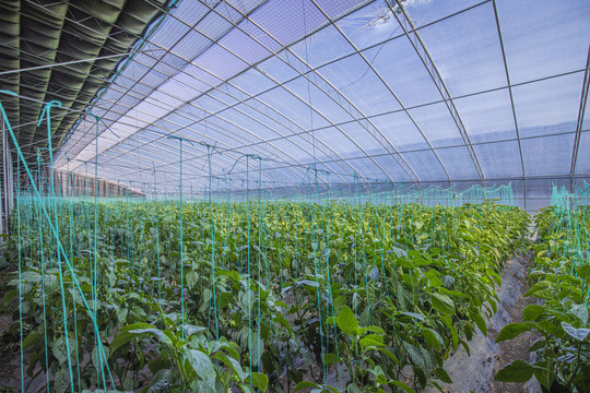 大棚控制系統(tǒng) 山東