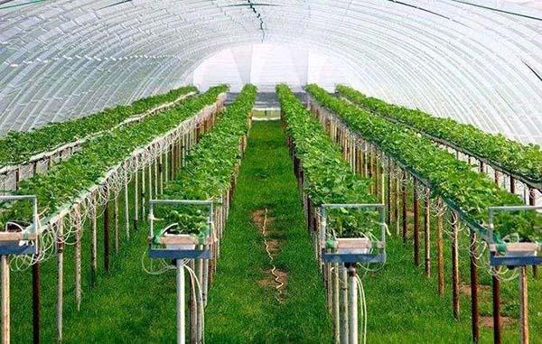 智能溫室大棚種植方案