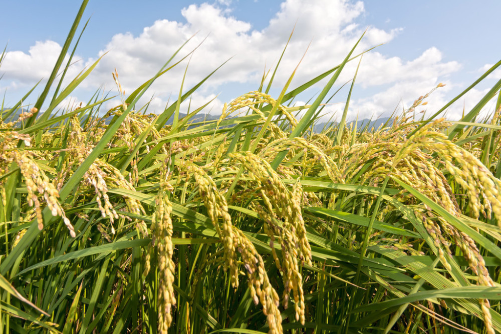 水稻水肥一體化管理系統(tǒng)