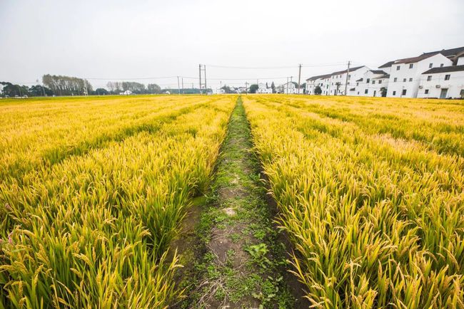 遠程智能化控制稻田灌溉系統