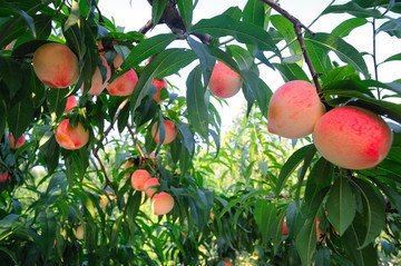 智慧果園建設方案 智慧果園建設方案