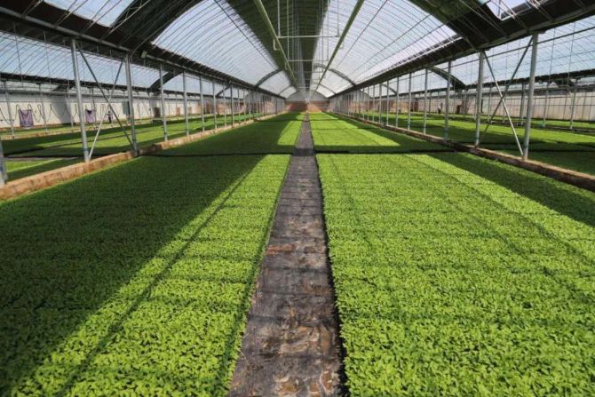 智慧農業在育苗中的運用