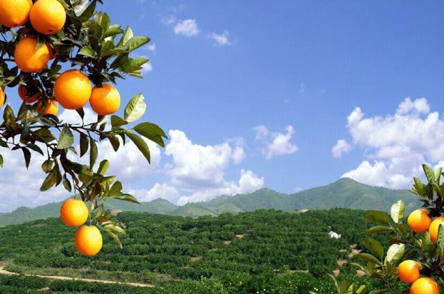 臍橙現代灌溉技術研究