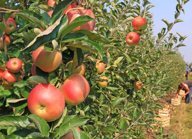 智慧果園育苗基地