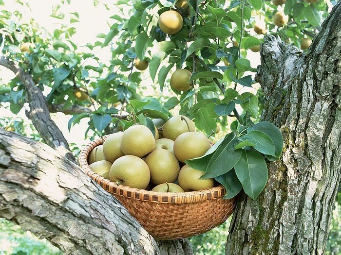 智慧果園管理系統(tǒng)