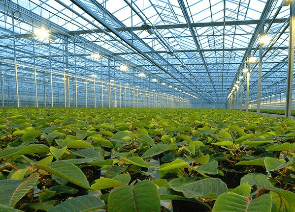 溫室大棚溫濕度檢測和控制系統