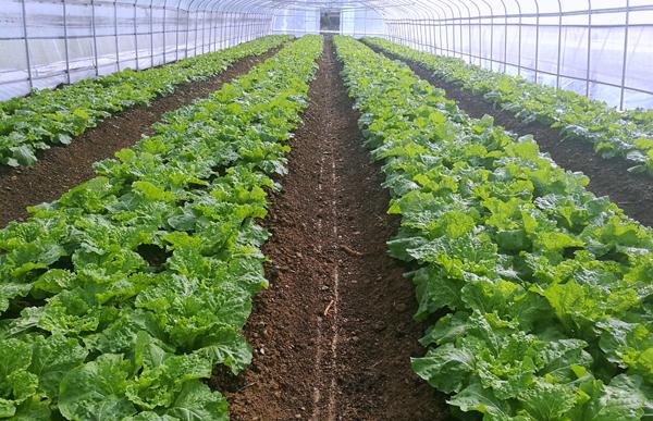 大棚蔬菜種植規劃方案