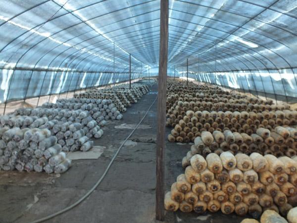 食用菌智慧大棚系統(tǒng)