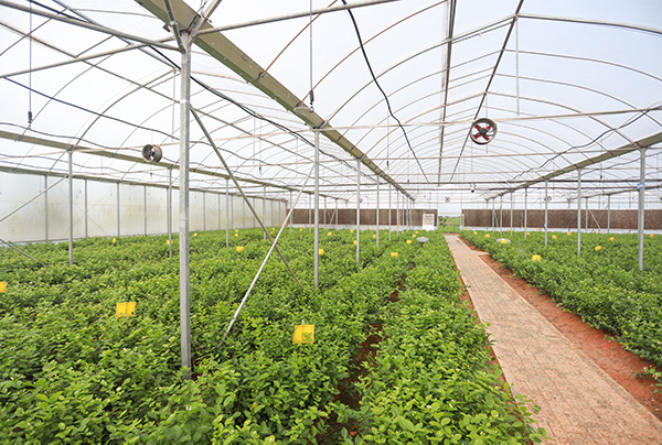 數(shù)字化大棚