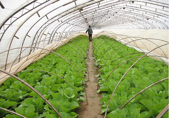 大棚自動溫控系統