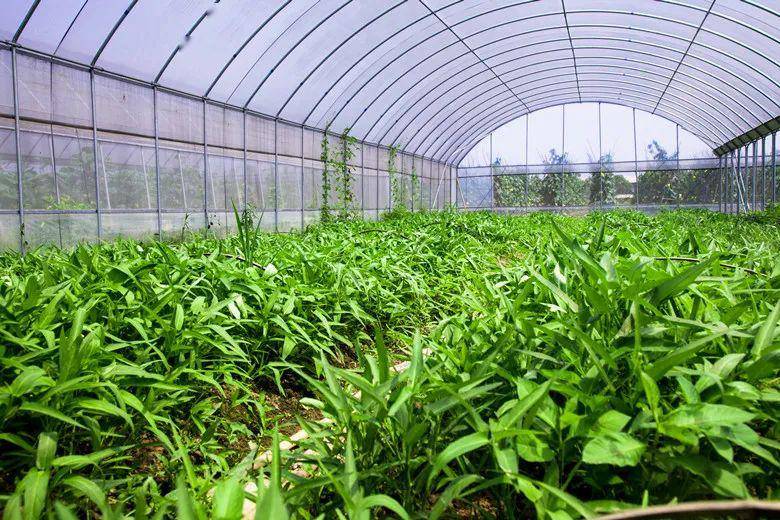 智能農(nóng)業(yè)大棚控制系統(tǒng)多少錢