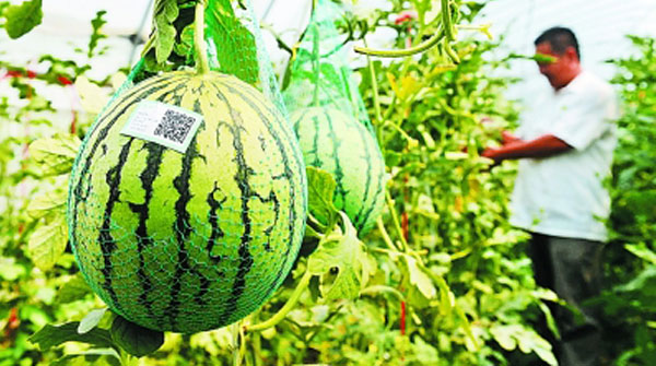 農(nóng)作物種植管理系統(tǒng) 農(nóng)作物種植管理系統(tǒng)