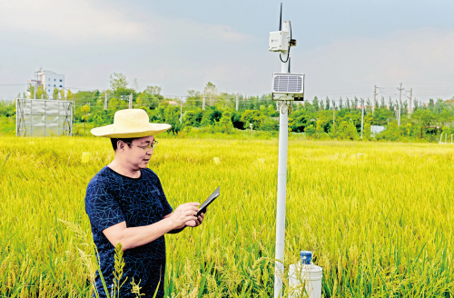 智慧稻田精準灌溉