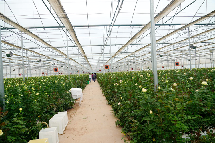 遠(yuǎn)程操控智能大棚