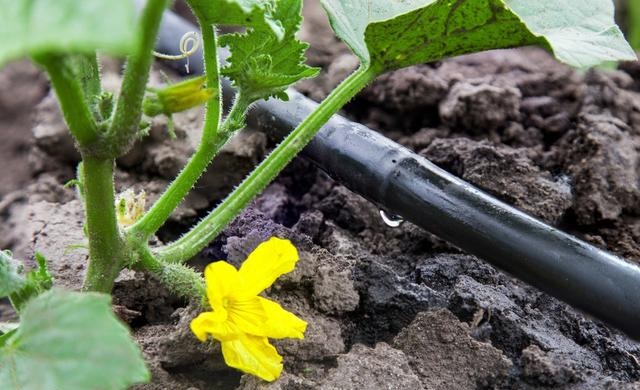 智慧滴灌系統(tǒng)