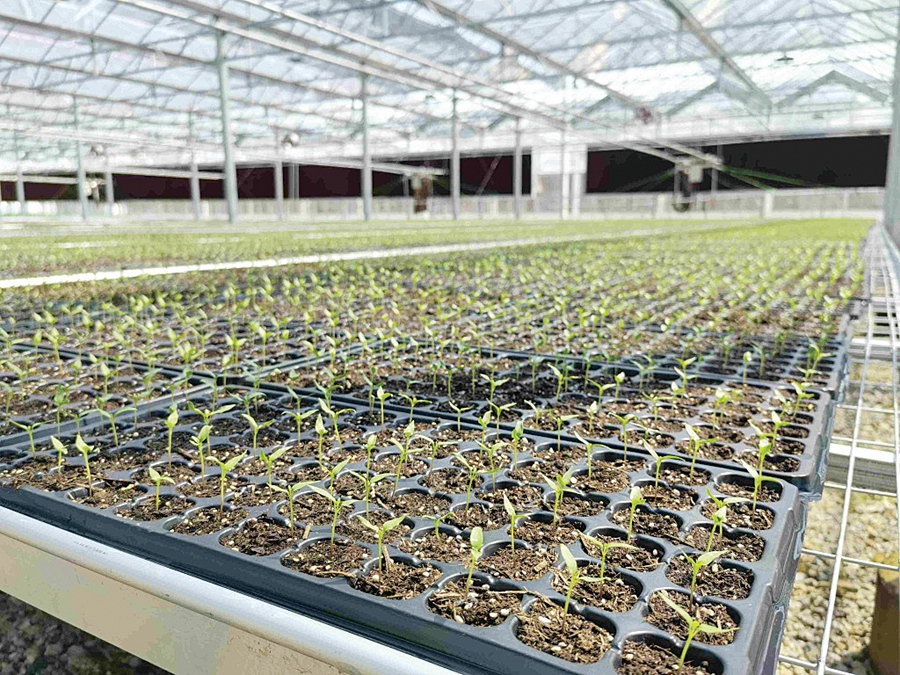 溫室大棚溫濕度調控