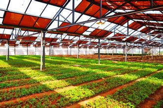 光伏蔬菜大棚 光伏蔬菜大棚