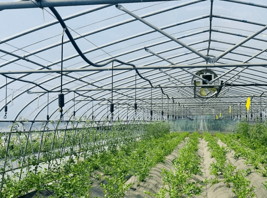 農(nóng)業(yè)物聯(lián)網(wǎng)大棚供應(yīng)商