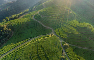 智慧茶園物聯(lián)網(wǎng)管理平臺(tái)