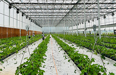 大棚自動噴淋系統