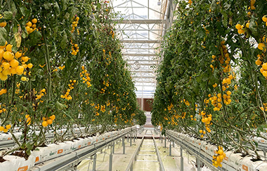 溫室大棚溫濕度監測系統